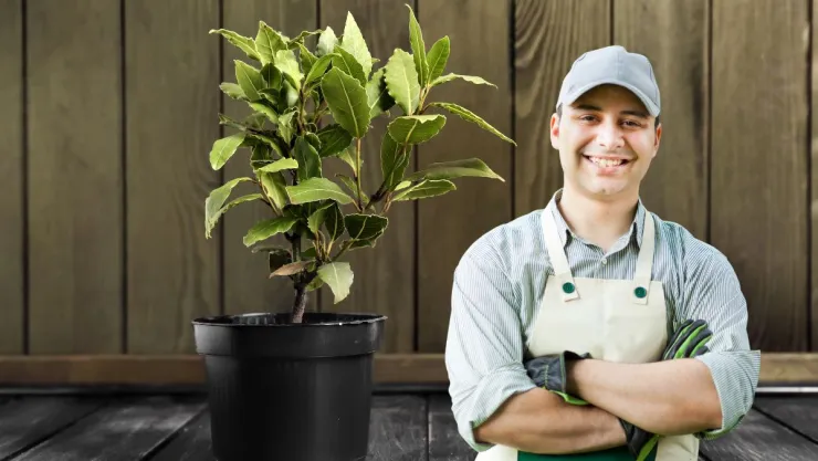 Qué tipo de maceta necesitas para sembrar un laurel y tener condimentos los 365 días del año