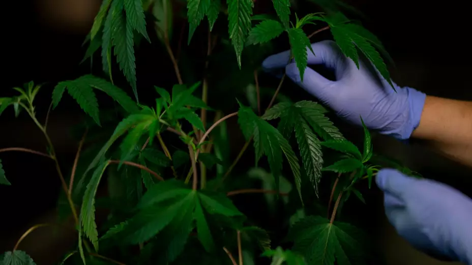 Por más de 50 años, la marihuana ha estado catalogada en la Lista uno.