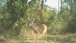 Sierra de Chilpancingo
