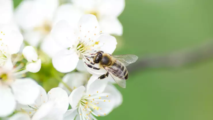 Estas son las plantas IDEALES para alimentar a las abejas en el Día Mundial de las Abejas 2024
