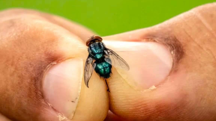 Mosca estéril