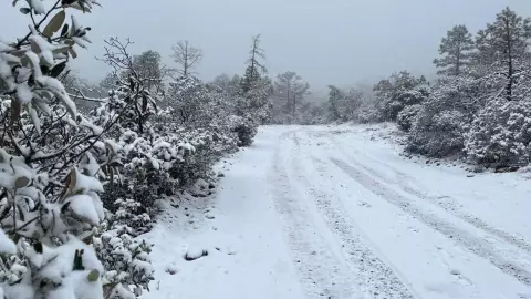 nieve en Chihuahua