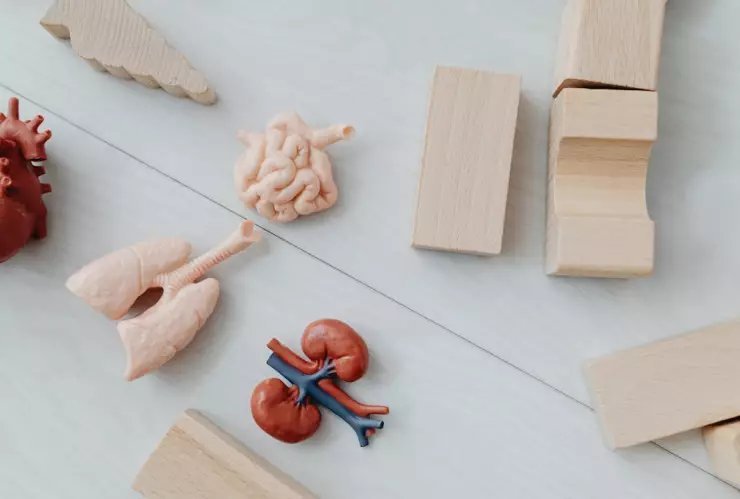 Donación de órganos piezas de madera.