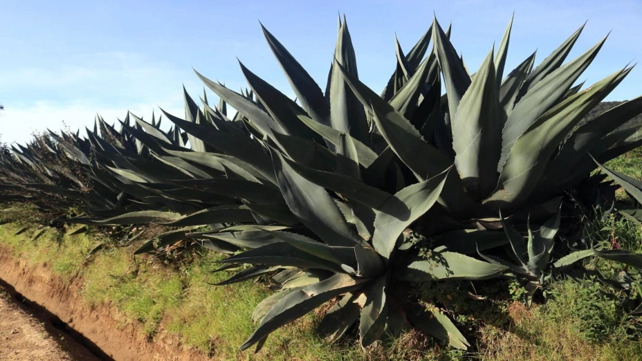 genoma agave.jpg