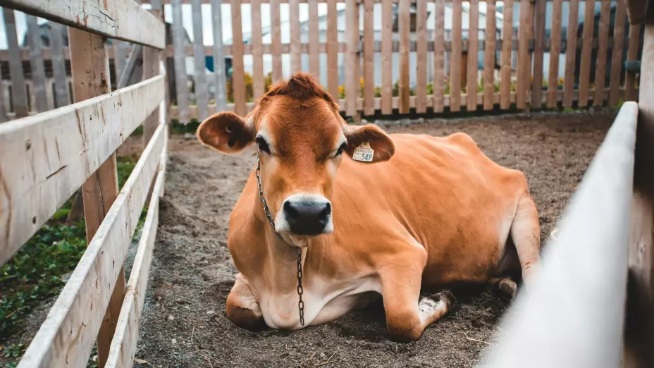 Precio del ganado hoy 1 de agosto de 2025; ¿cuánto cuesta en Guadalajara y otros lugares de Jalisco?