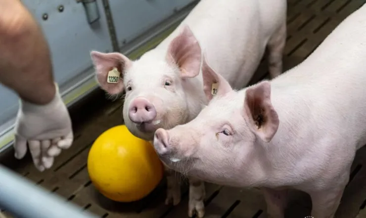 suiza medicos animales