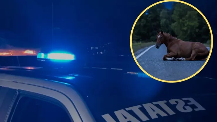 Caballo atropellado en Veracruz