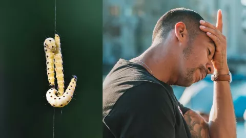 Confirman segundo caso de gusano barrenador en México