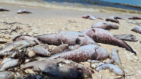 ¿Qué pasa si me meto al mar con marea roja? Esto dicen las autoridades