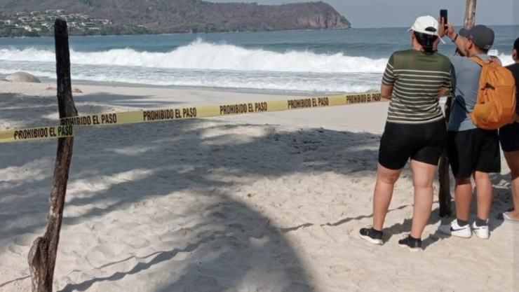 Avistamiento nuevo lobo marino playas Nayarit caso ‘Panchito'; autoridades activan rescate