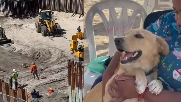 VIDEO: ¡Deportado! Así fue la travesía del perro que cruzó de Tijuana a EUA