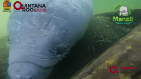 El manatí Pompeyo está próximo a ser liberado