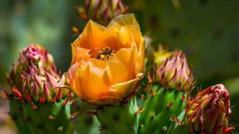 El nopal como fuente de alimento y refugio de las abejas nativas de Texas