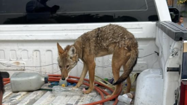 coyote mexicano en numarán michoacán .png