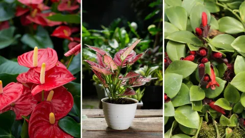 plantas ornamentales