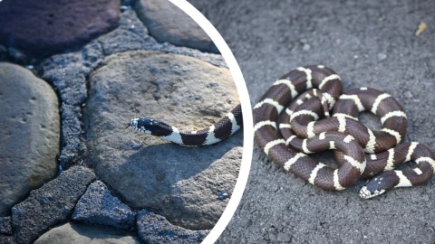 Alerta en Tijuana: hallan nueva serpiente en colonia Presidentes luego de avistamientos en Playas 