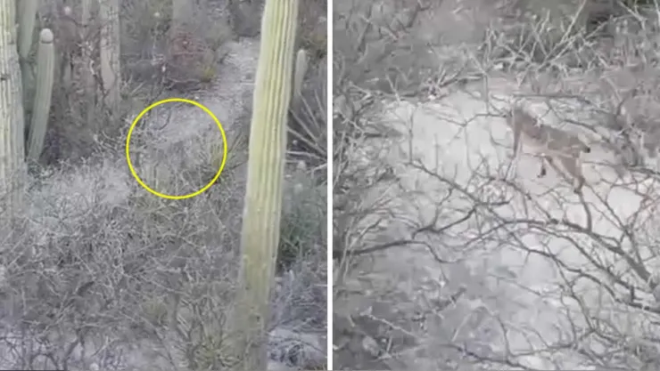 VIDEO Caos en el Bulevar Hermanos Serdán hoy; tráiler nodriza quedó atorada en ciclopista - 2026-05-17T160900.896.jpg