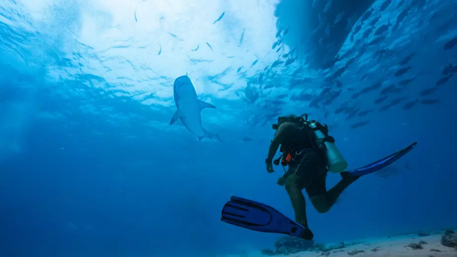 Tiburón de 4 metros ataca al famoso biólogo mexicano, Mauricio Hoyos, en Costa Rica