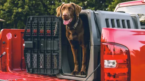 Un perro mata a un hombre de un disparo con un rifle de caza