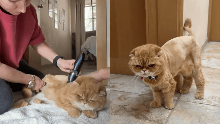 Famosa influencer mexicana es funada después de rapar a su gato y mostrarlo en redes sociales.png