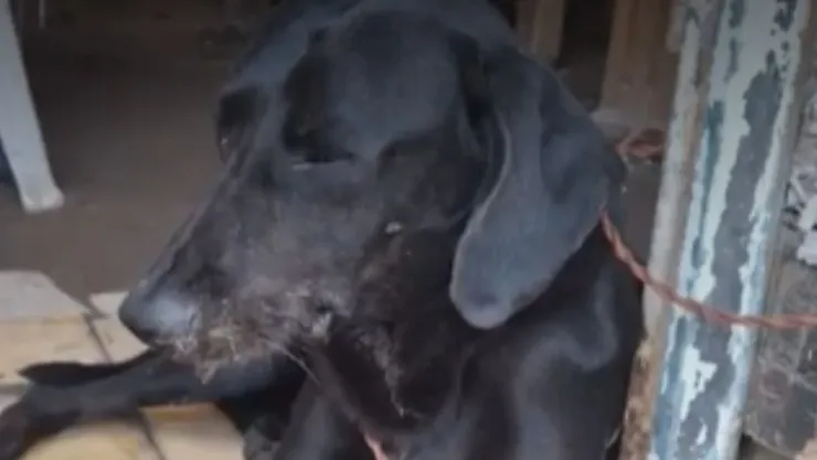 Perrito Negrito de Veracruz