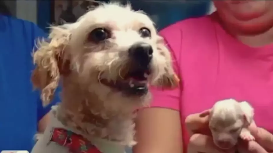 Se recupera de quemaduras; Cereza lucha por vivir junto a su único cachorro tras explosión de pipa en Iztapalapa