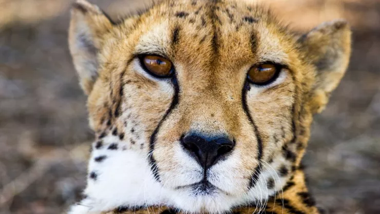 Guepardo, maullá, video 1.jpg