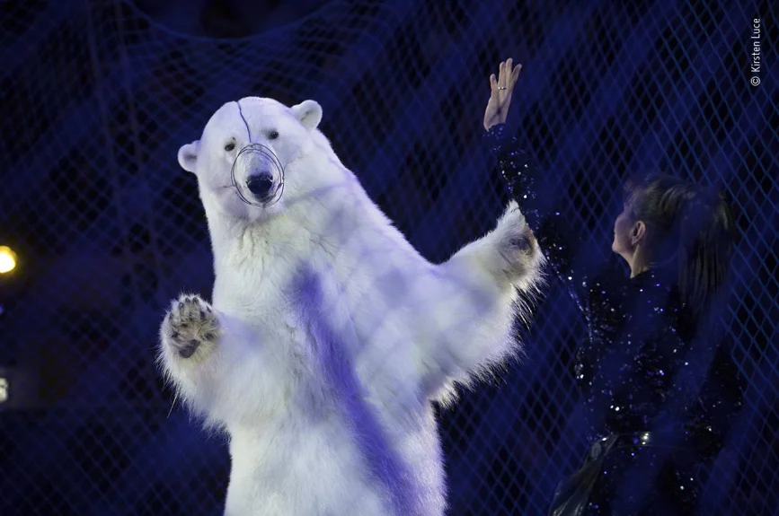 Un oso al interior del circo ruso en Kazán, Tataristán, es retratado con un acto de incomodidad y forzoso.