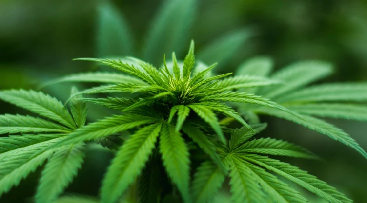 marihuana drogas consumo pandemia.jpg