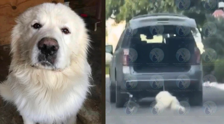 Muere el perrito Rocky tras ser atropellado en Saltillo, Coahuila