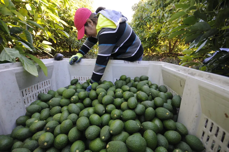 Agricultura 31 de julio 2026.jpg