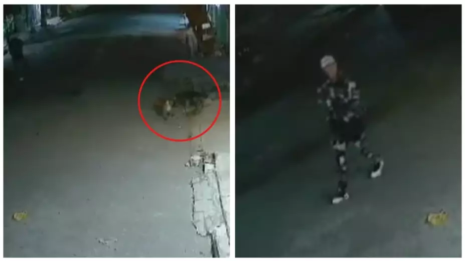 Brutal asesinato de un perro callejero en Valle de Chalco, Estado de México