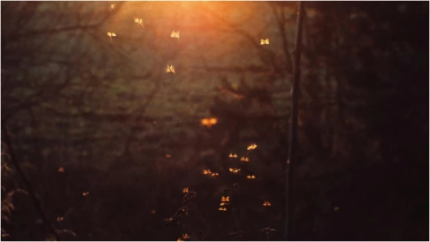 ¿Qué se debe poner en las puertas de la casa para que no entren moscos