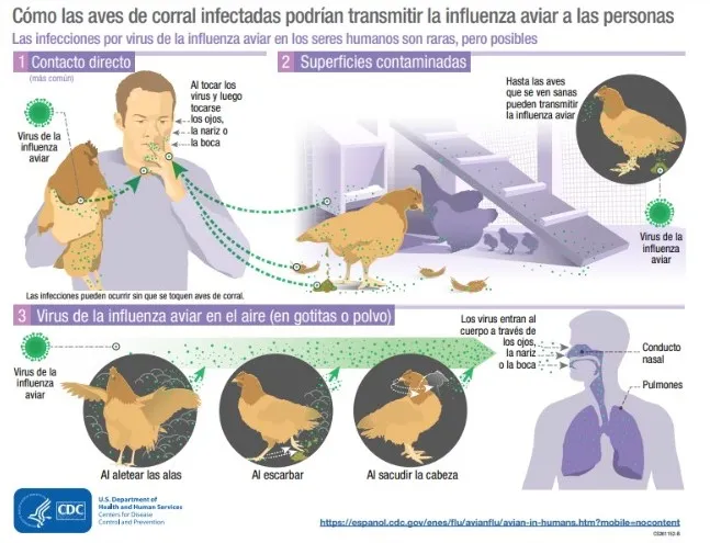 Gripe aviar qué la origina