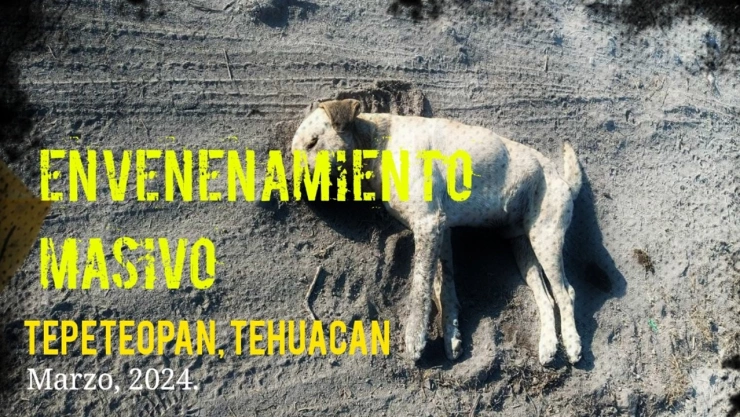 evenenan a perritos en tehuacán marzo 2024