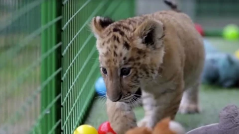 ligre-nacio-rumania-felino-más-raro-y-polémico-mundo-que-es