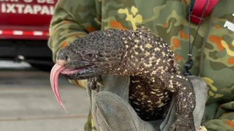 Protección Civil rescató a un monstruo de gila en Edomex