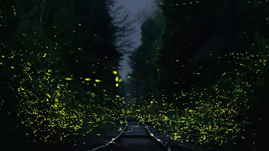 ¡Brillarán en la noche! En estos LUGARES podrás ver el inicio de la temporada de luciérnagas en México; ¿cuándo verlas?