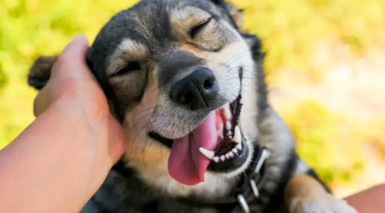 ¿Qué significa para la psicología que alguien siempre acaricie a los perros?