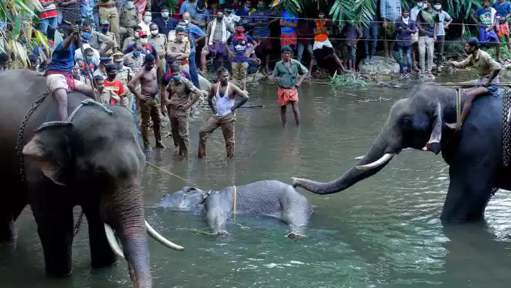 Elefanta preñada muere por comer una piña llena de explosivos 