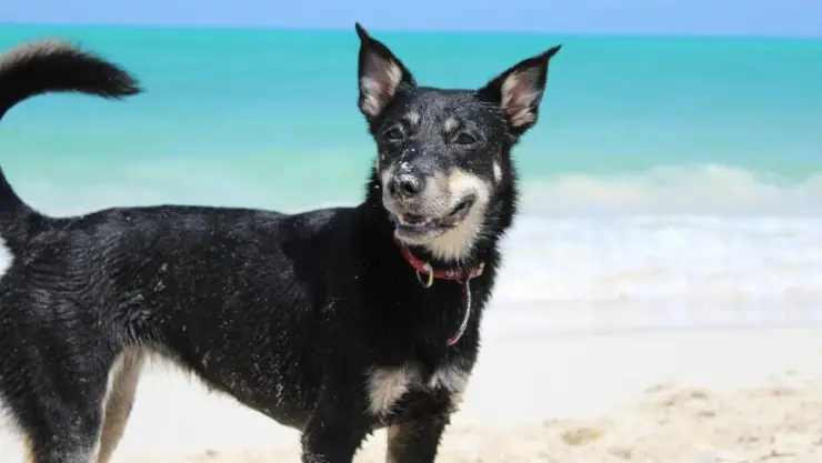 Playas en Quintana Roo que son petfriendly.jpg