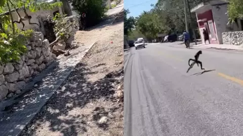 VIDEO_ Mono araña se pasea por calles de Dzidzantún y se vuelve viral