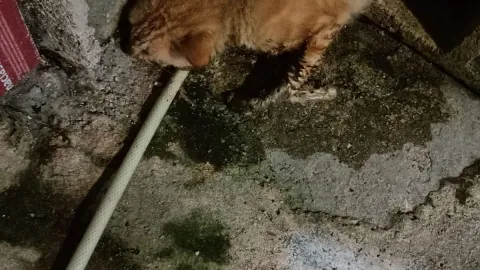 envenado gato izamal