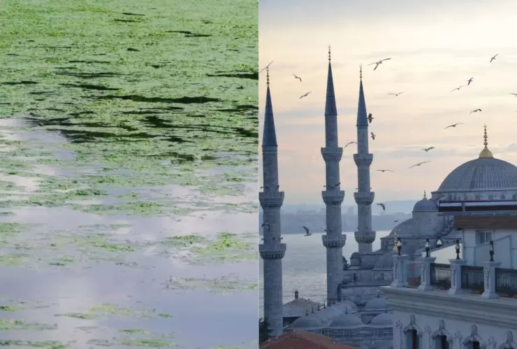 Moco marino, qué es, Turquía A.jpg