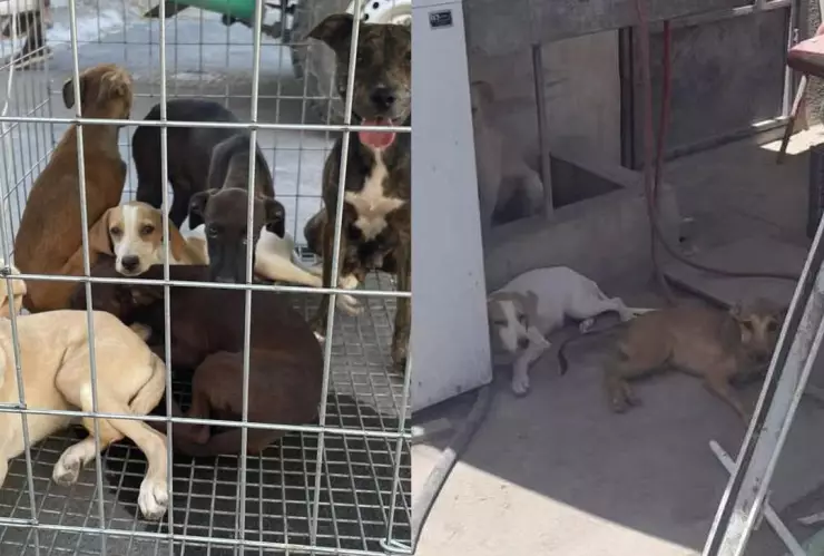 Mujer golpea cruelmente a perrito en Nuevo León