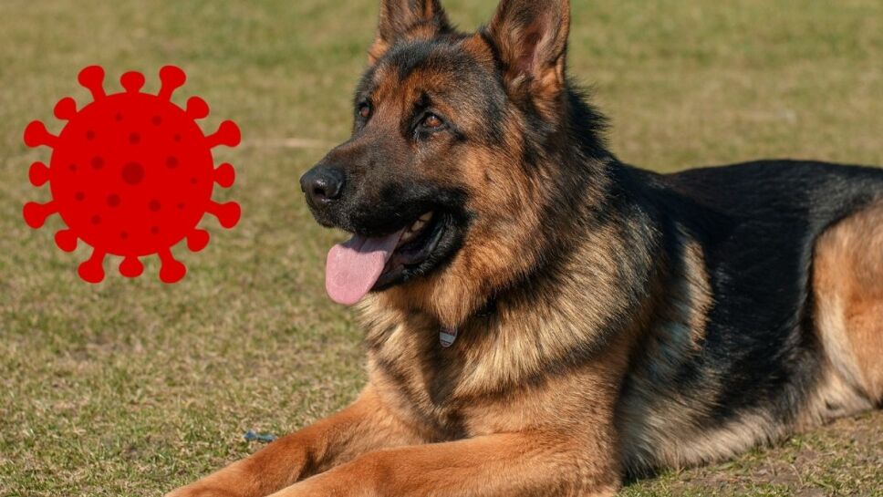 Perros detectar COVID-19 1.jpg