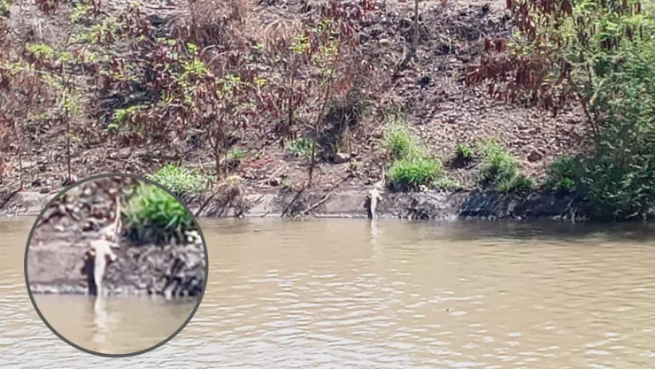 Cocodrilo en Recursos Hidráulicos en Culiacán