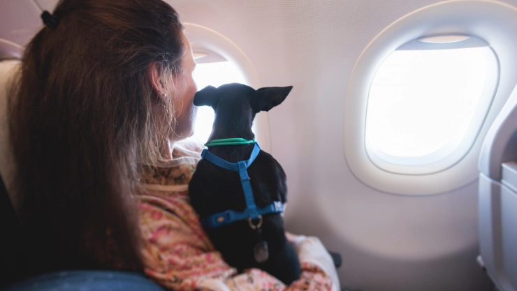 Una pasajera con su perro en el avión