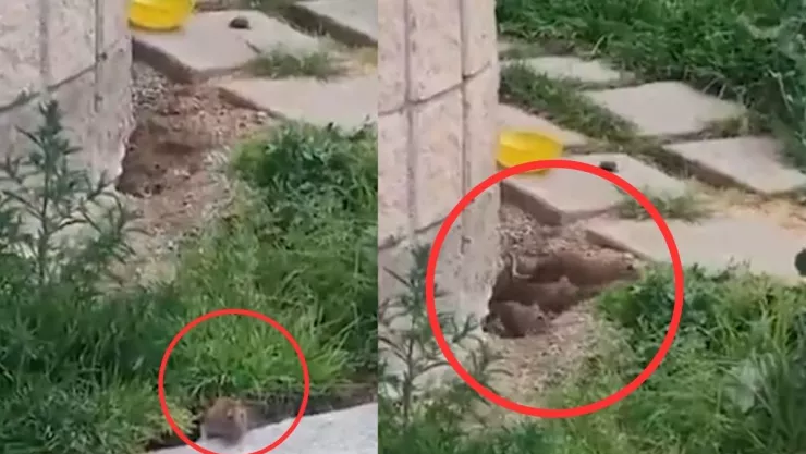 plaga de ratas