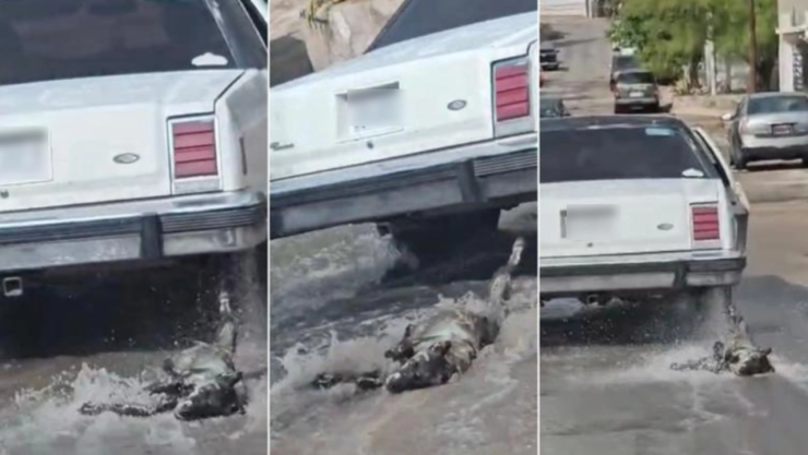 Perrito es arrastrado en Chihuahua